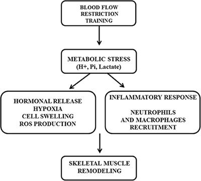 The Role of Inflammation and Immune Cells in Blood Flow Restriction Training Adaptation: A Review